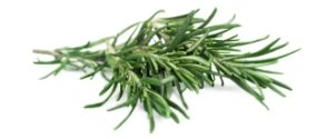 Rose Mary Herb P/Bunch