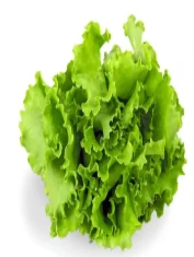 Lettuce