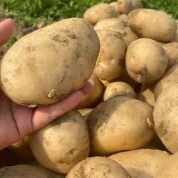 potato potato supplier fresh potato