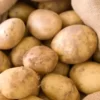 potato potato supplier fresh potato